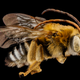 Illustration for article titled These Exquisite Bee Photographs Reveal Every Delicate Hair, Antenna, and Wing